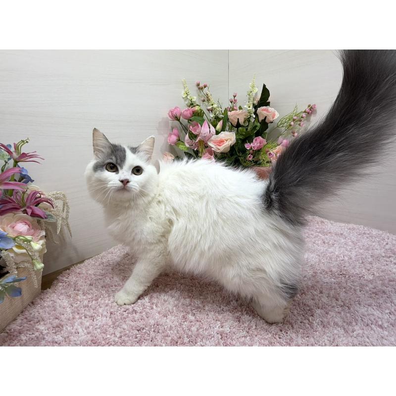 販売中の東京都のラガマフィン-139560の2枚目