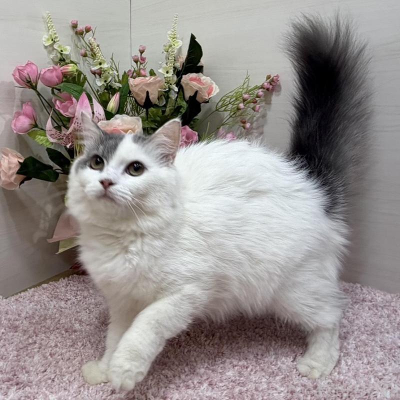 販売中の東京都のラガマフィン-139560