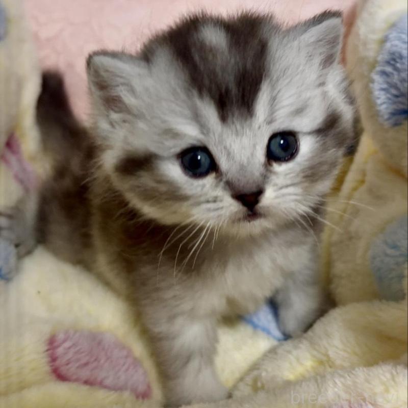 販売中の大阪府のスコティッシュストレート-138546