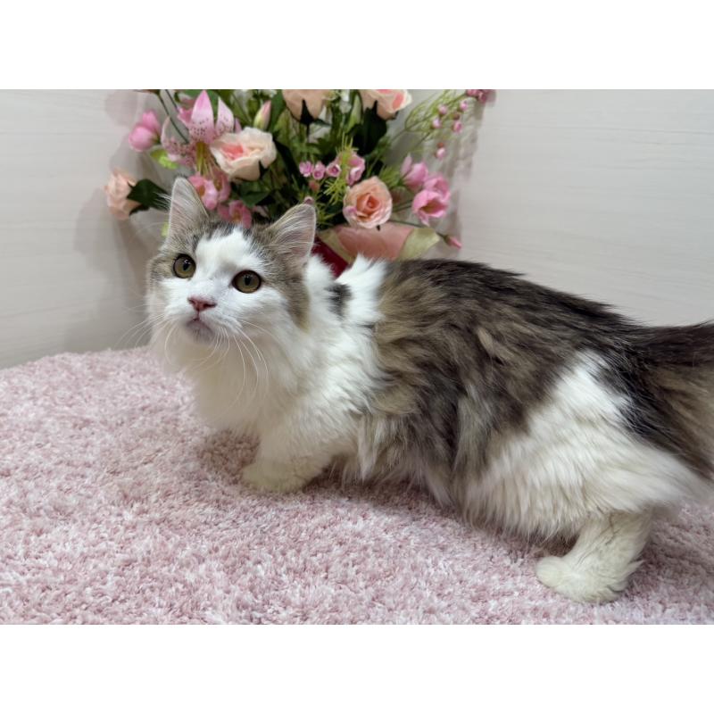 販売中の東京都のミヌエット(短足)-139562の10枚目