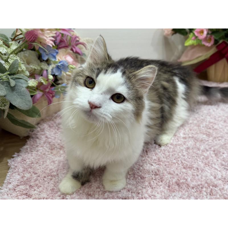 販売中の東京都のミヌエット(短足)-139562の9枚目