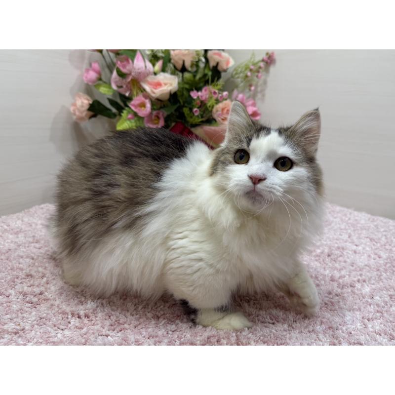 販売中の東京都のミヌエット(短足)-139562の8枚目