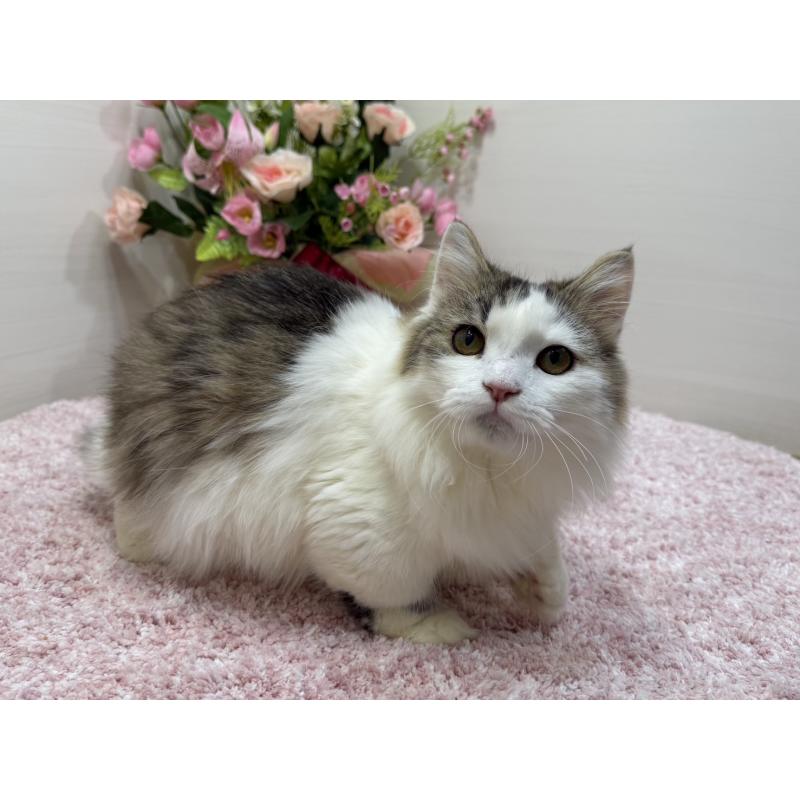 販売中の東京都のミヌエット(短足)-139562の7枚目