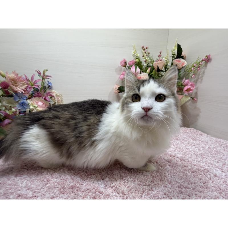 販売中の東京都のミヌエット(短足)-139562の6枚目