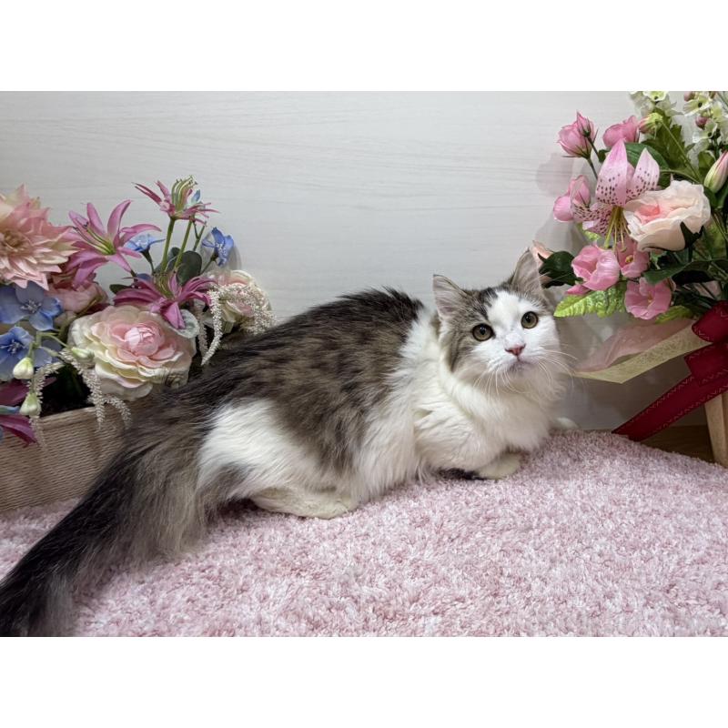 販売中の東京都のミヌエット(短足)-139562の5枚目