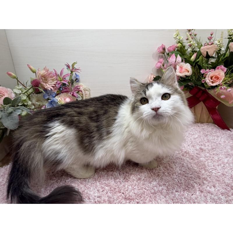 販売中の東京都のミヌエット(短足)-139562の4枚目