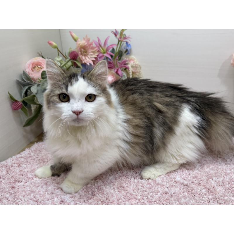 販売中の東京都のミヌエット(短足)-139562の2枚目