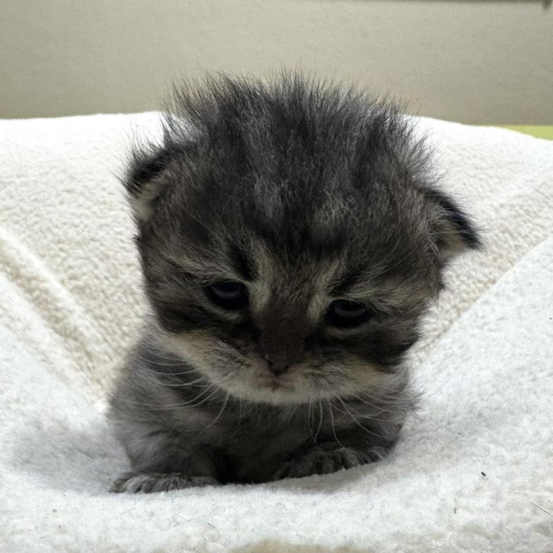 販売中の岐阜県のペルシャ(チンチラ)-139563の6枚目