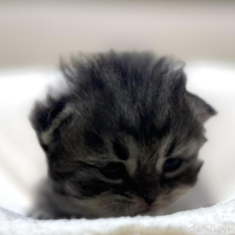 販売中の岐阜県のペルシャ(チンチラ)-139563の5枚目