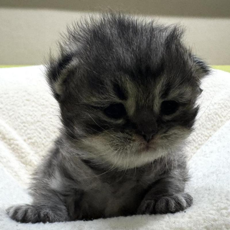 販売中の岐阜県のペルシャ(チンチラ)-139563の4枚目