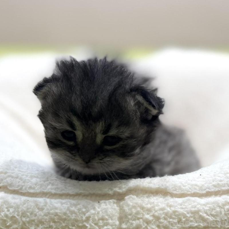 販売中の岐阜県のペルシャ(チンチラ)-139563の3枚目