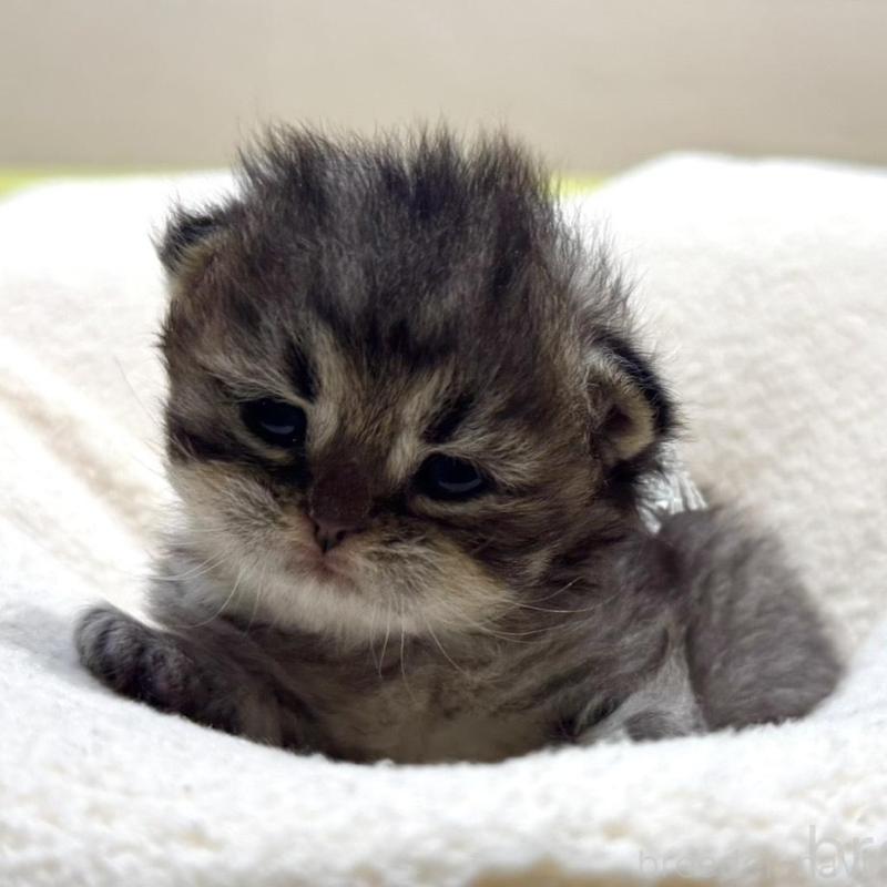 販売中の岐阜県のペルシャ(チンチラ)-139563