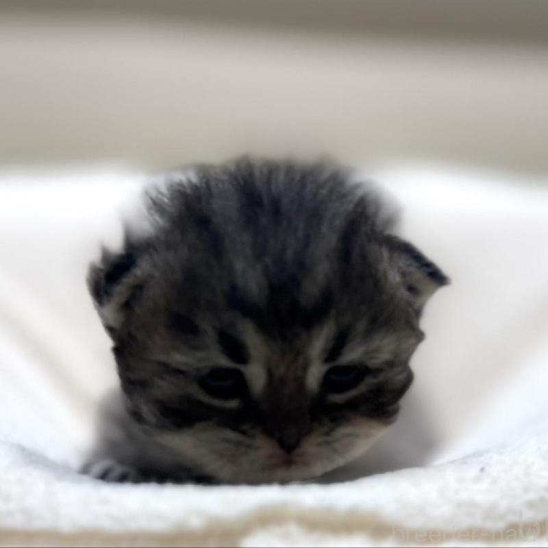 販売中の岐阜県のペルシャ(チンチラ)-139563の2枚目