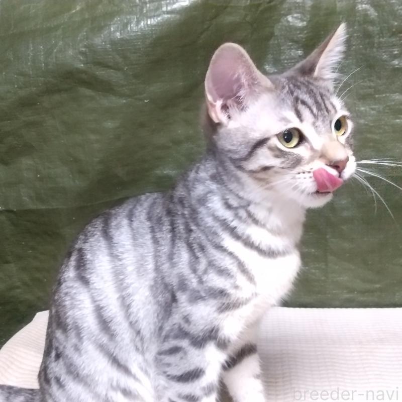 販売中の愛知県のミックス-137359の2枚目