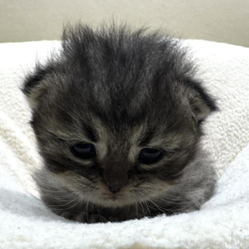 販売中の岐阜県のペルシャ(チンチラ)-139565の7枚目