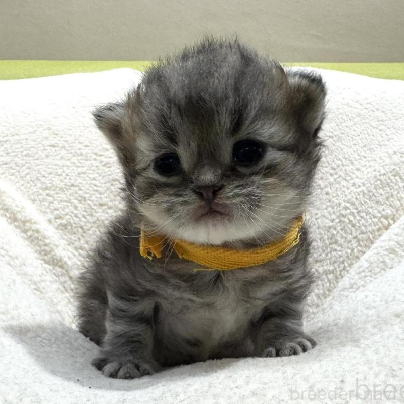 販売中の岐阜県のペルシャ(チンチラ)-139565の6枚目