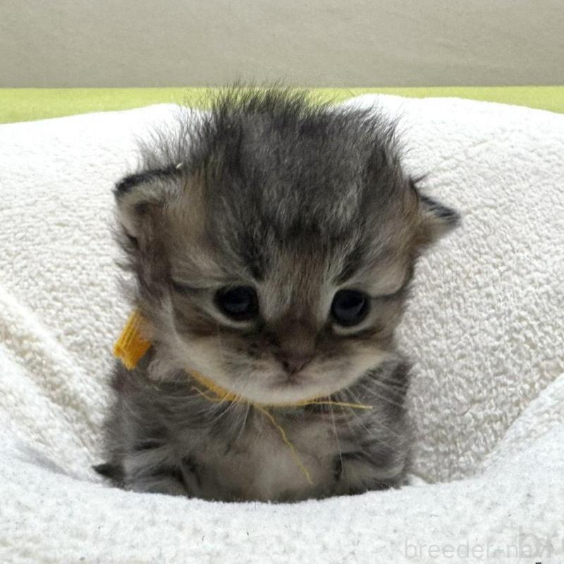 販売中の岐阜県のペルシャ(チンチラ)-139565の1枚目