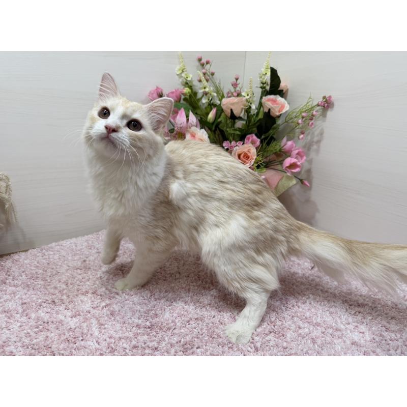 販売中の東京都のミヌエット-139564の10枚目