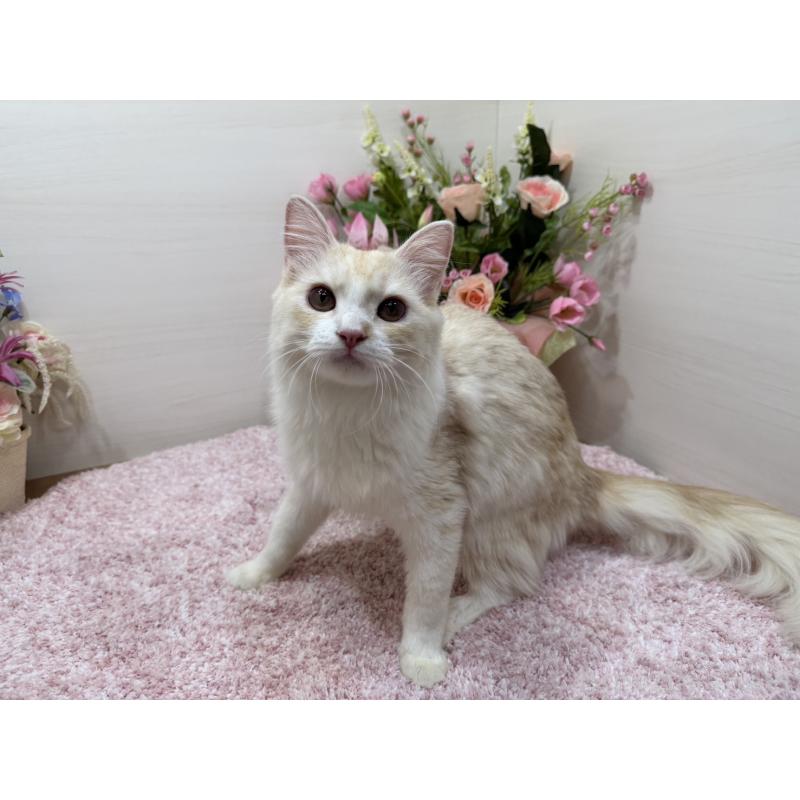 販売中の東京都のミヌエット-139564の8枚目