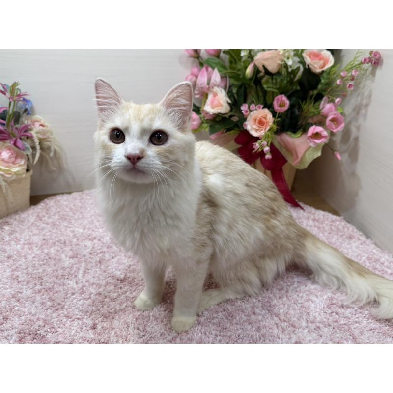 販売中の東京都のミヌエット-139564の7枚目