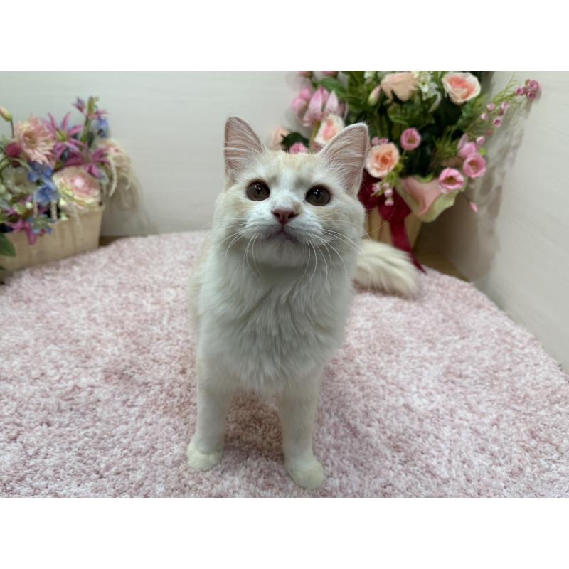 販売中の東京都のミヌエット-139564の6枚目