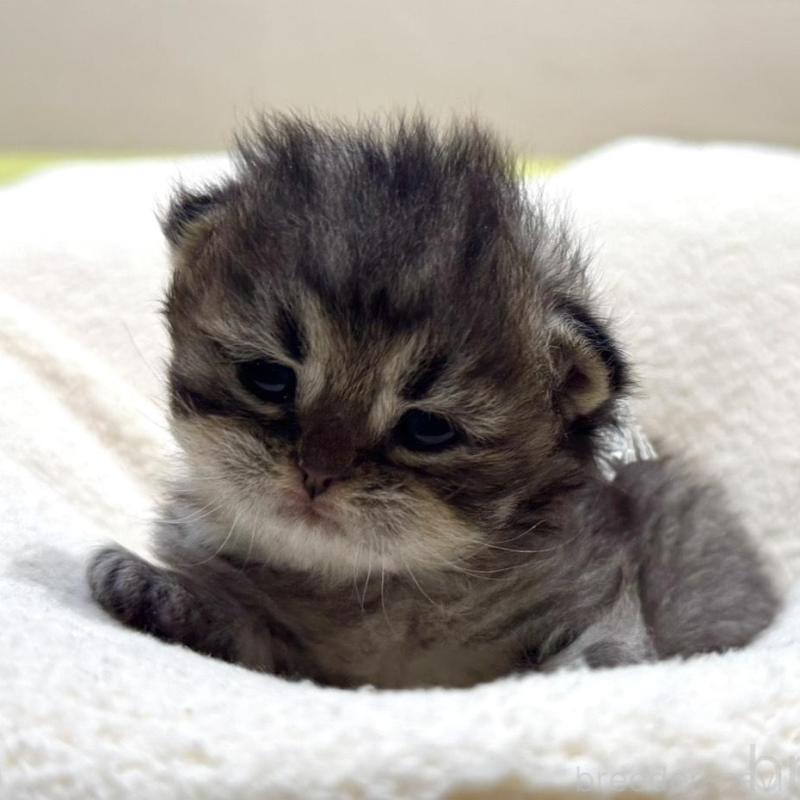 販売中の岐阜県のペルシャ(チンチラ)-139565の5枚目