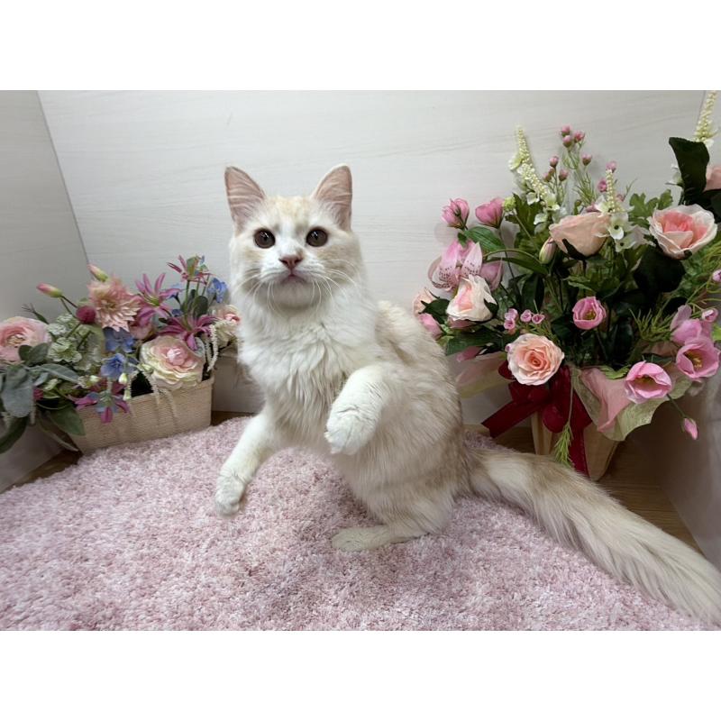 販売中の東京都のミヌエット-139564の5枚目