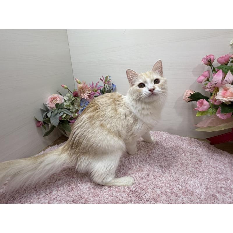 販売中の東京都のミヌエット-139564の4枚目