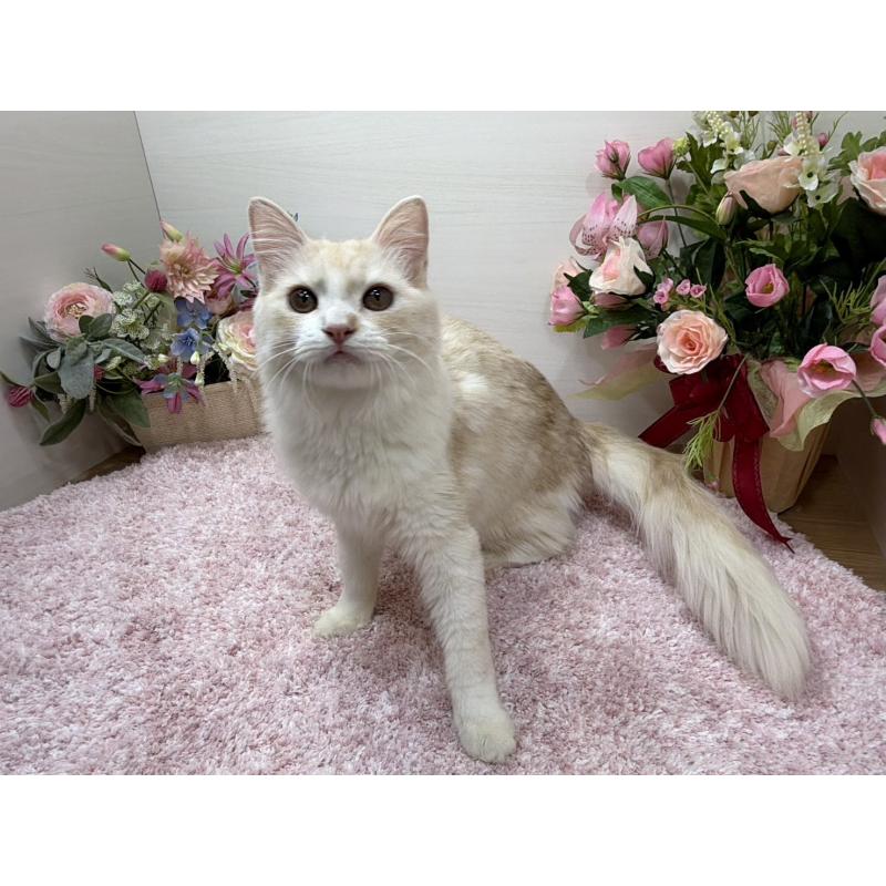 販売中の東京都のミヌエット-139564の3枚目