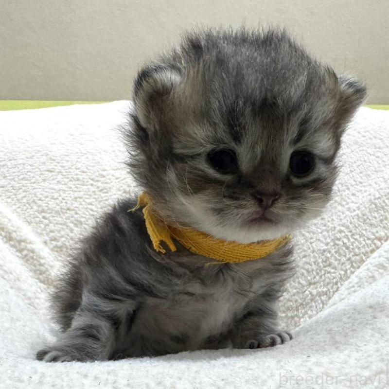 販売中の岐阜県のペルシャ(チンチラ)-139565の4枚目