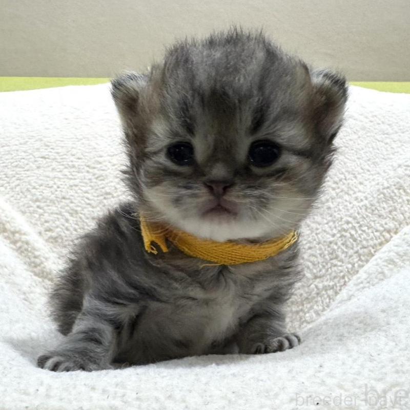 販売中の岐阜県のペルシャ(チンチラ)-139565の3枚目