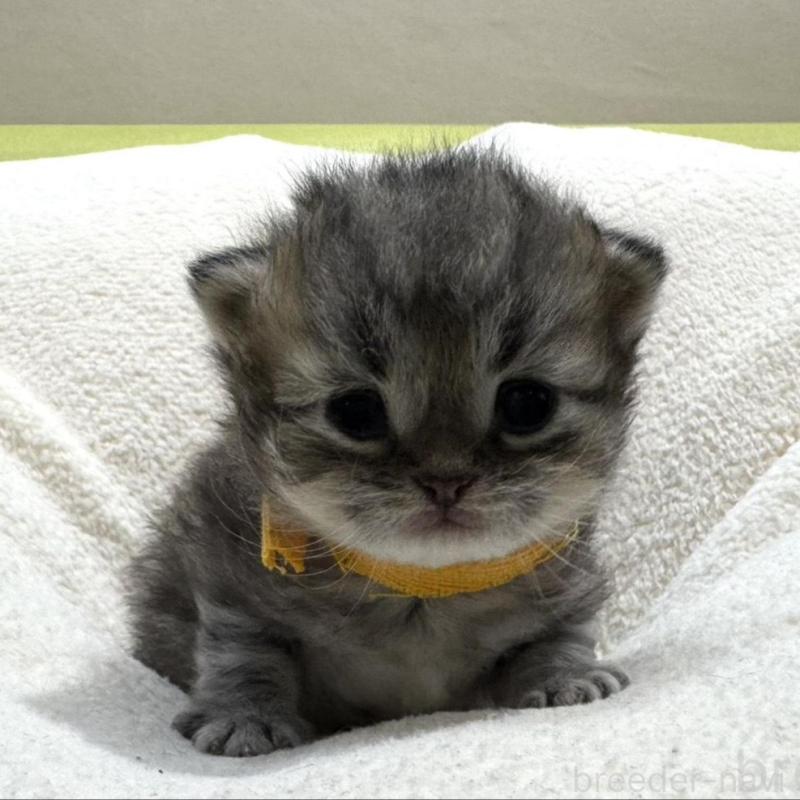 販売中の岐阜県のペルシャ(チンチラ)-139565の2枚目