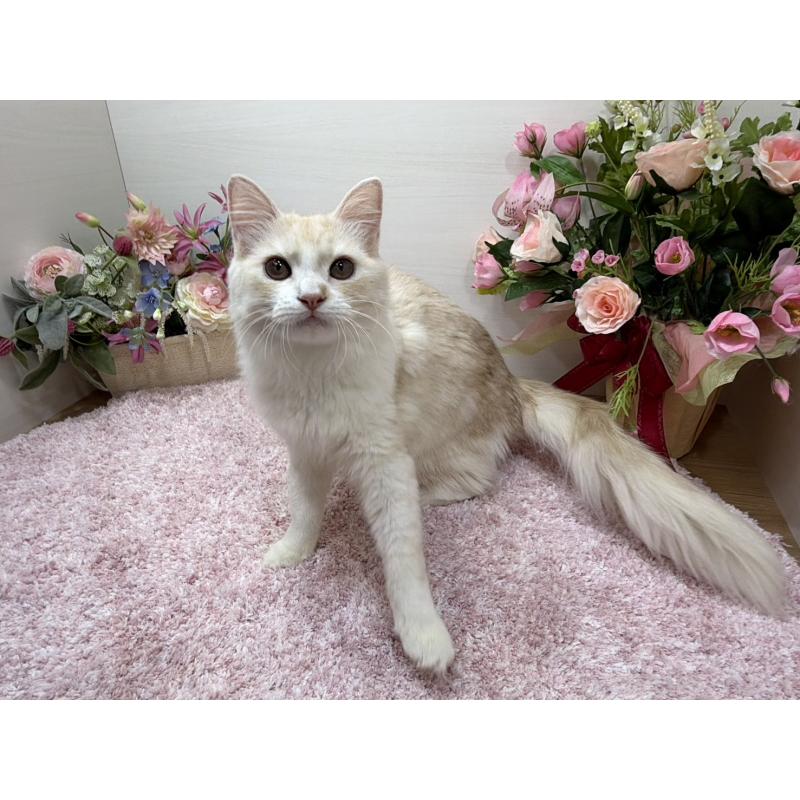 販売中の東京都のミヌエット-139564の2枚目