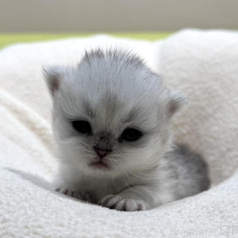 販売中の岐阜県のペルシャ(チンチラ)-139566