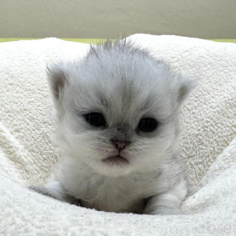 販売中の岐阜県のペルシャ(チンチラ)-139566の7枚目