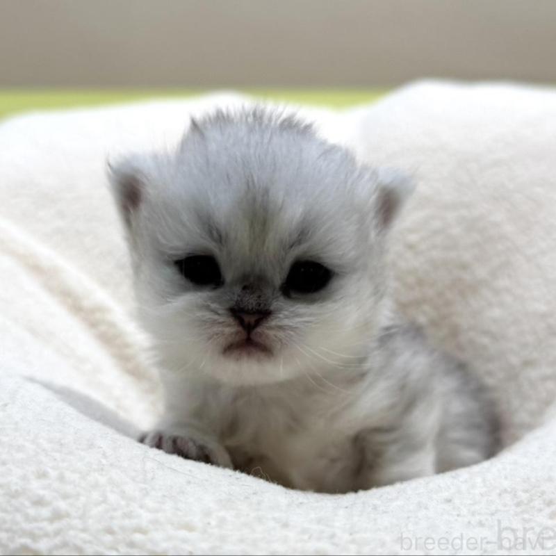 販売中の岐阜県のペルシャ(チンチラ)-139566の6枚目