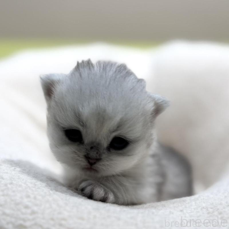 販売中の岐阜県のペルシャ(チンチラ)-139566の5枚目