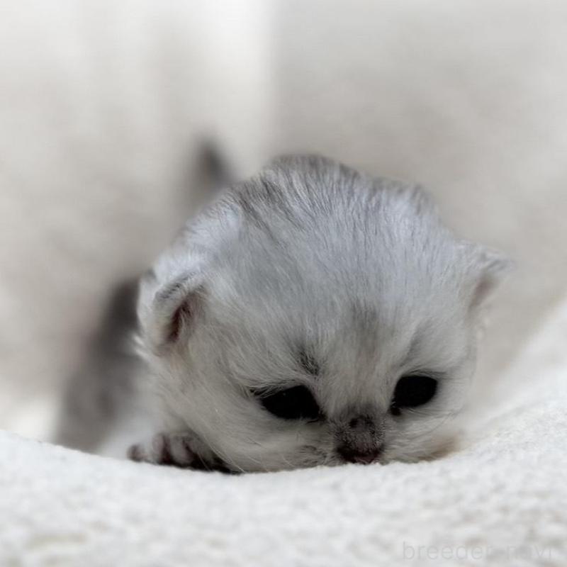 販売中の岐阜県のペルシャ(チンチラ)-139566の4枚目