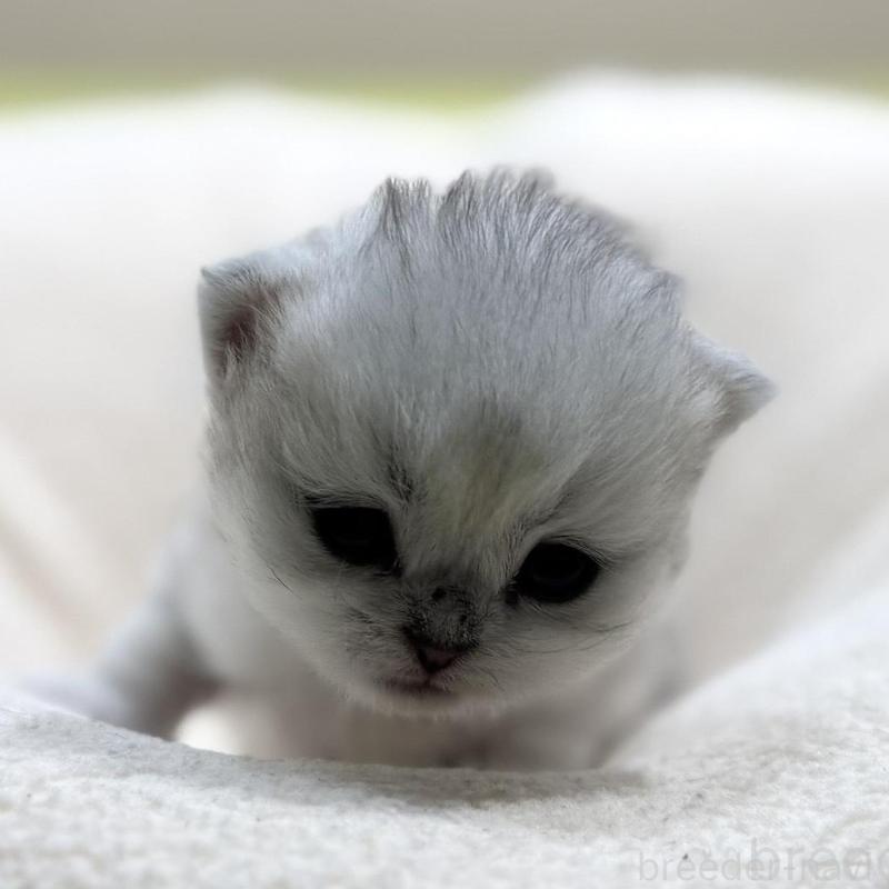 販売中の岐阜県のペルシャ(チンチラ)-139566の3枚目