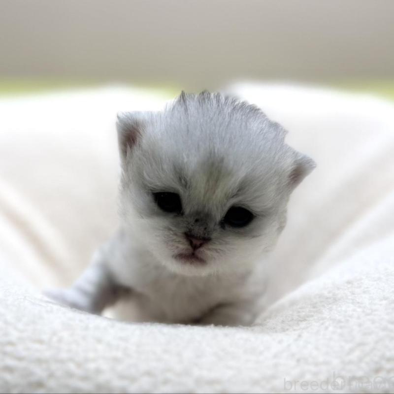 販売中の岐阜県のペルシャ(チンチラ)-139566の2枚目