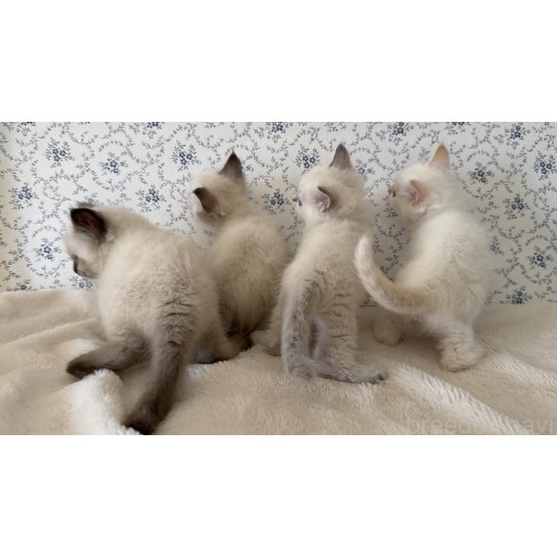 販売中の茨城県のサイベリアン-139567の10枚目