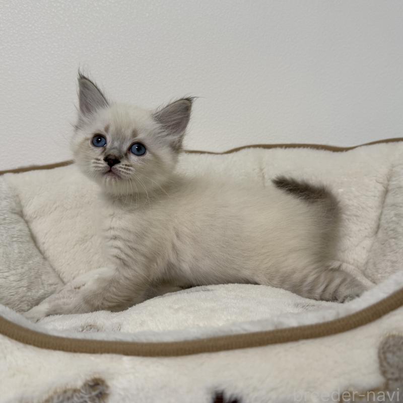 販売中の茨城県のサイベリアン-139567の9枚目