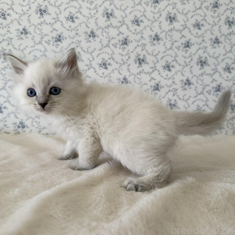 販売中の茨城県のサイベリアン-139567の8枚目