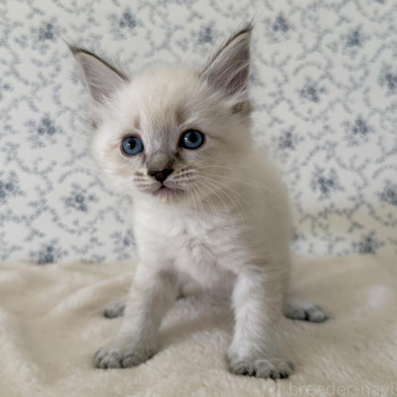 販売中の茨城県のサイベリアン-139567の7枚目