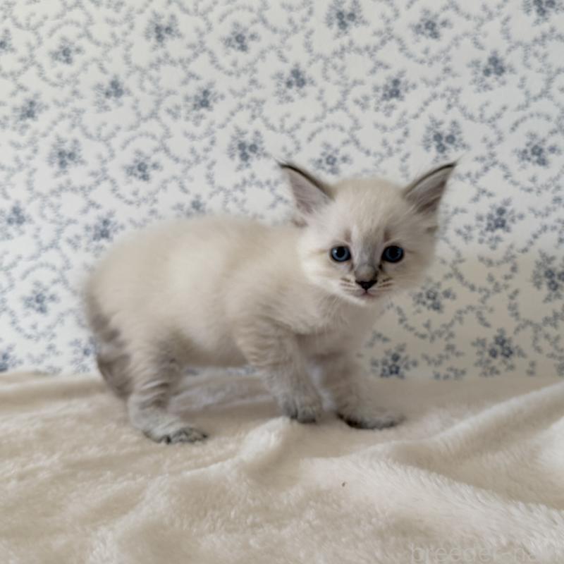 販売中の茨城県のサイベリアン-139567の6枚目