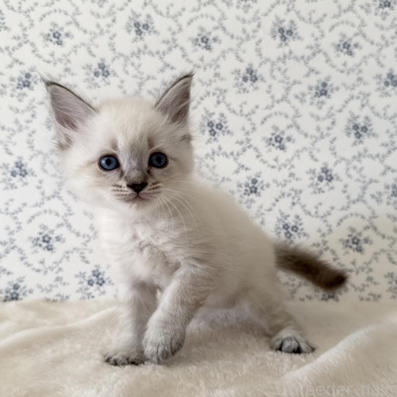 販売中の茨城県のサイベリアン-139567の1枚目