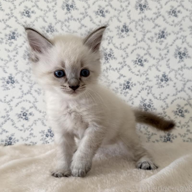 販売中の茨城県のサイベリアン-139567の4枚目