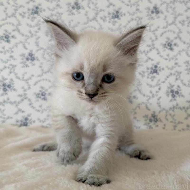 販売中の茨城県のサイベリアン-139567の2枚目