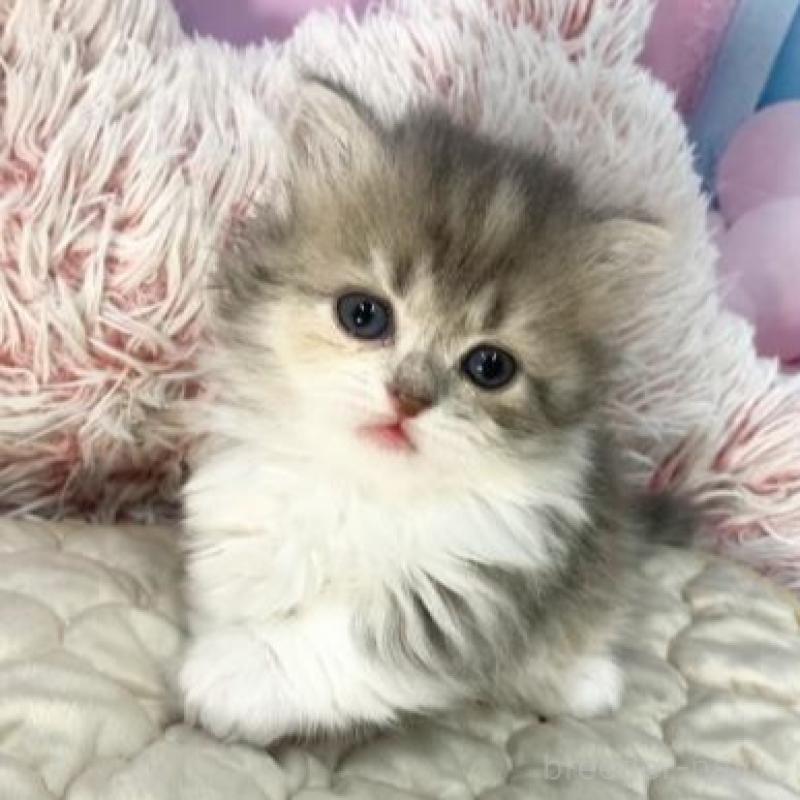 販売中の大阪府のマンチカン(短足)-139568の6枚目