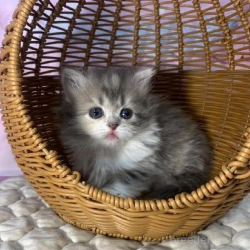 販売中の大阪府のマンチカン(短足)-139568の5枚目